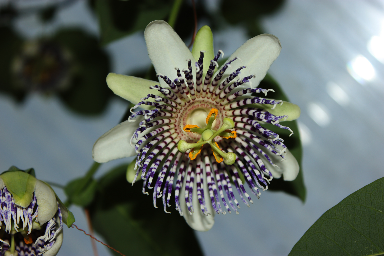 Blüte der Passiflora actinia