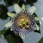 Blüte der Passiflora actinia