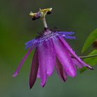 Blüte der Passionsblume