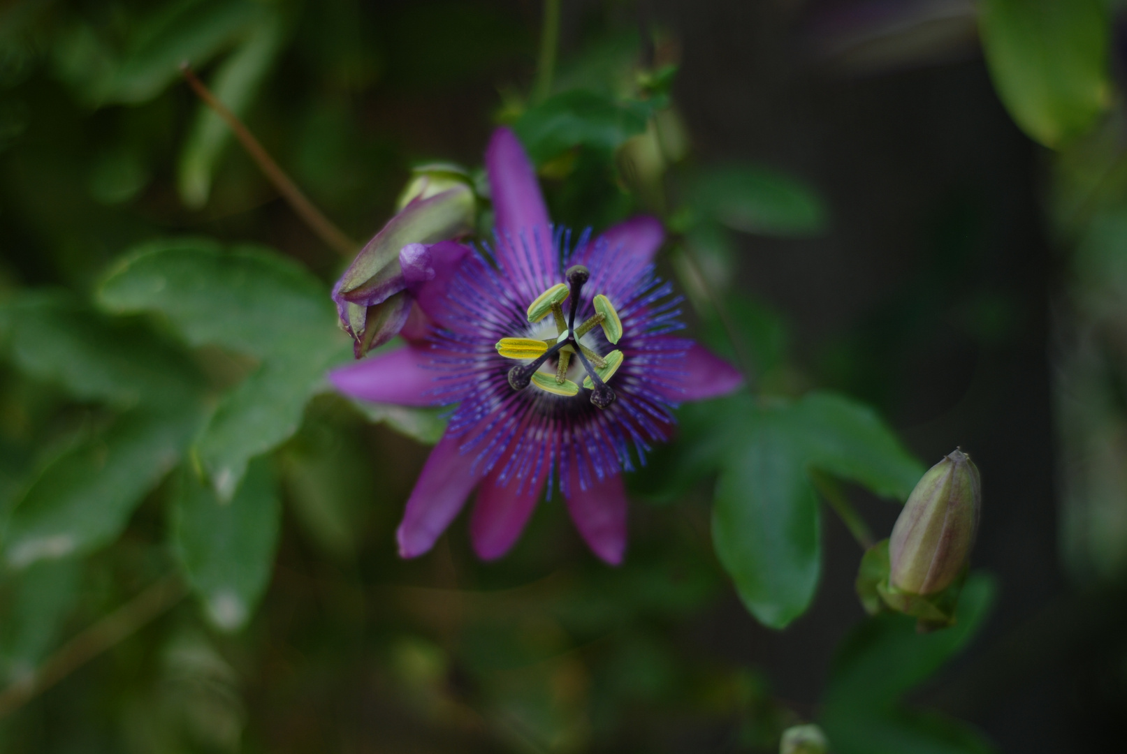 Blüte der Passionsblume