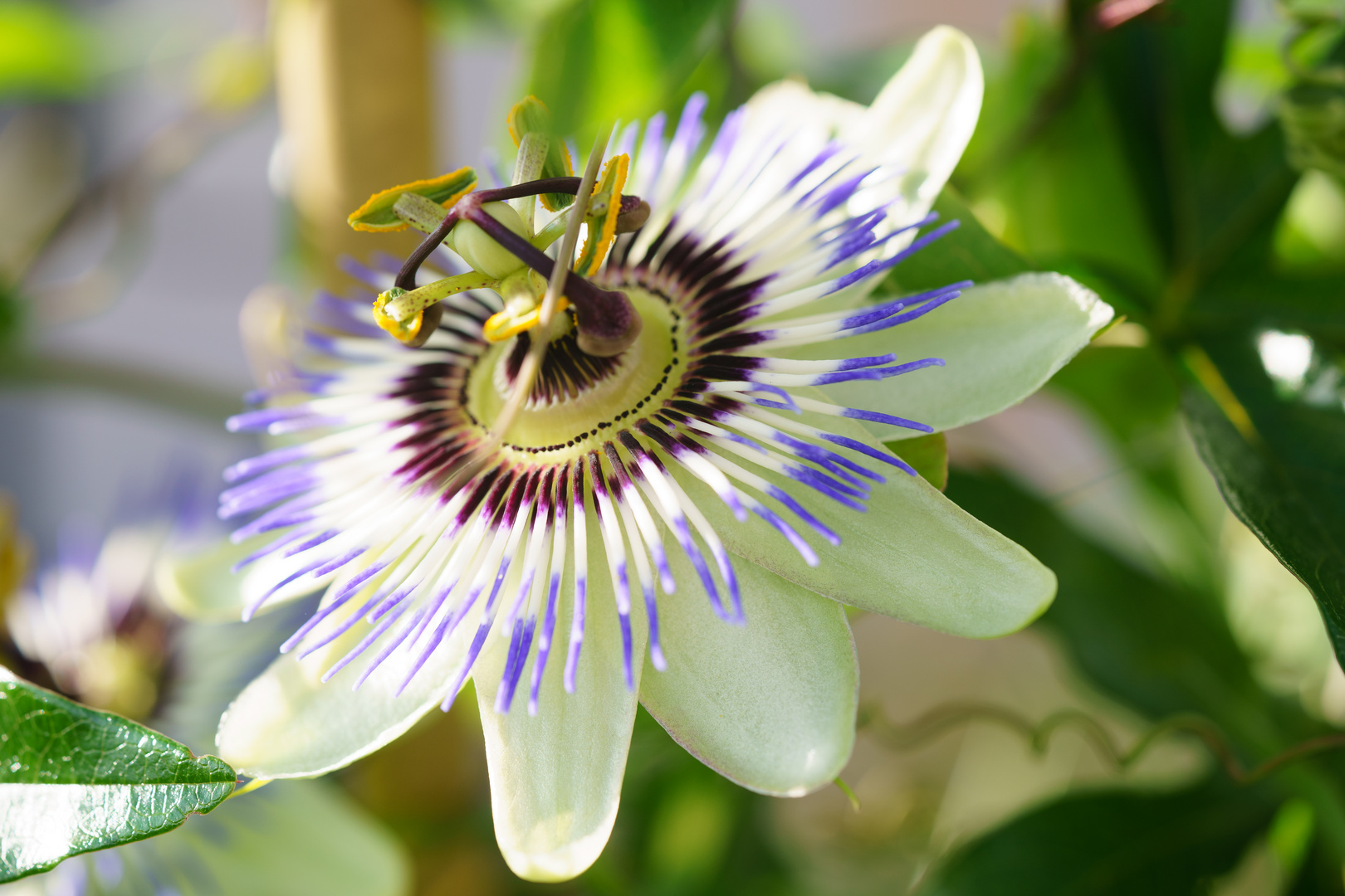 Blüte der Passionsblume