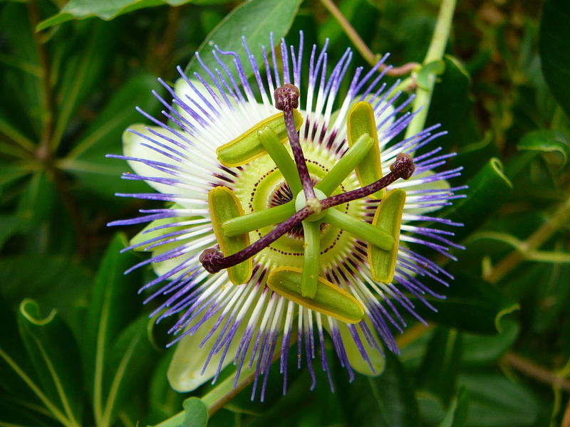 Blüte der Passionsfrucht