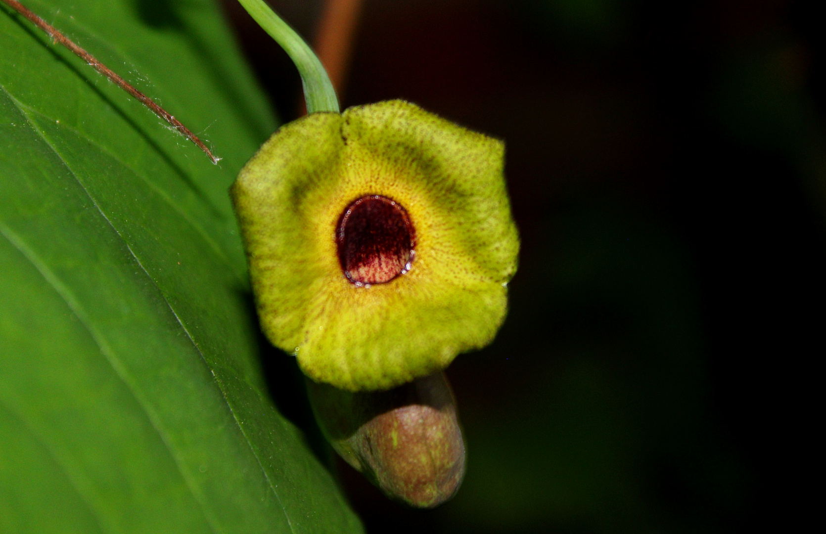 Blüte der Pfeifenwinde ...