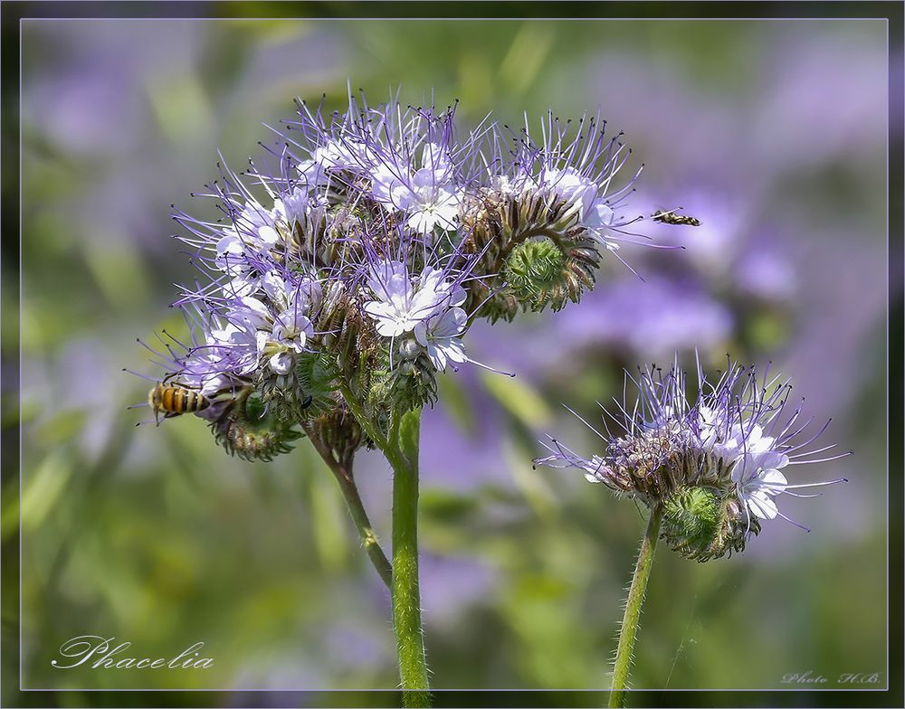 Blüte der Phaceliapflanze