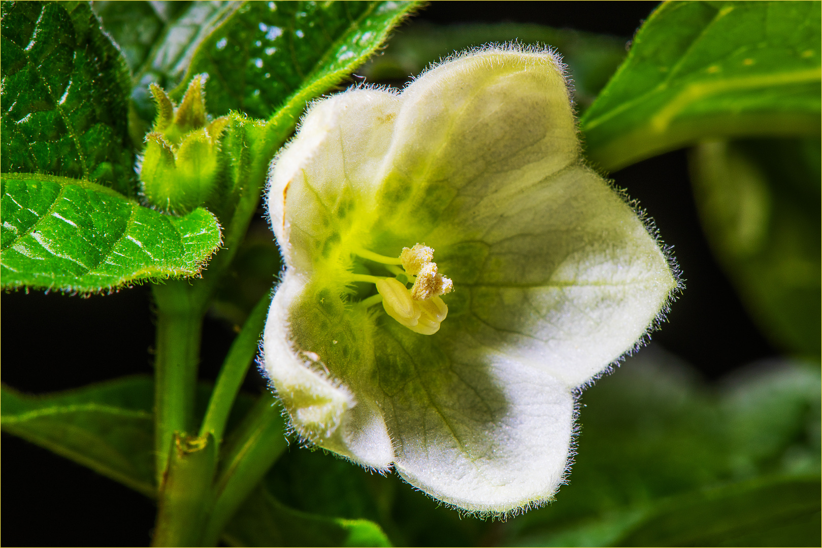 Blüte der Physalis