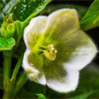 Blüte der Physalis