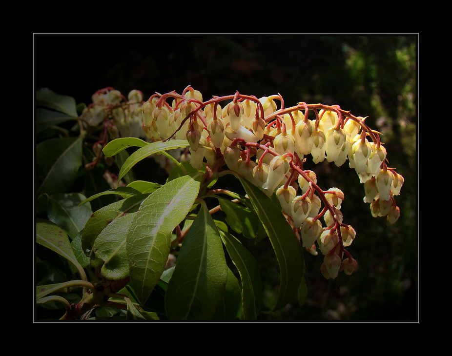 Blüte der Pieris