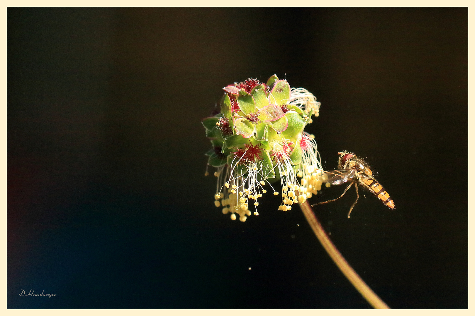 Blüte der Pimpinelle