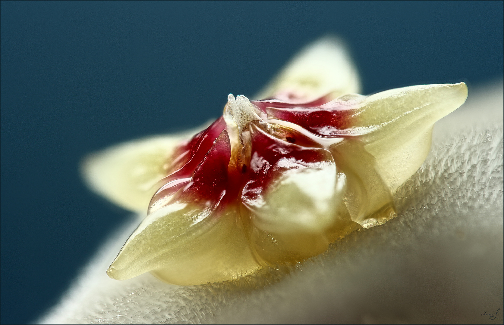 Blüte der Porzellanblume I
