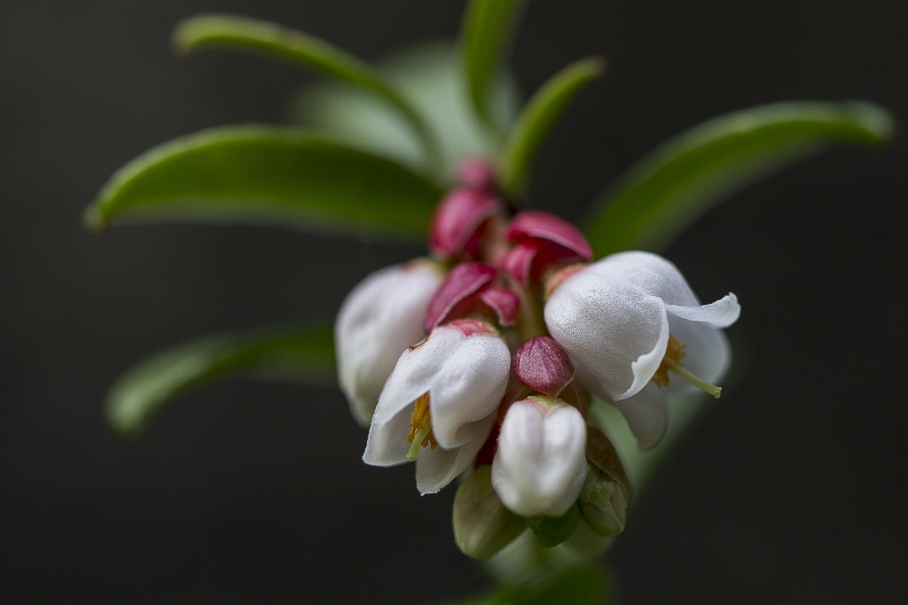 Blüte der Preiselbeere