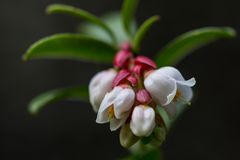 Blüte der Preiselbeere