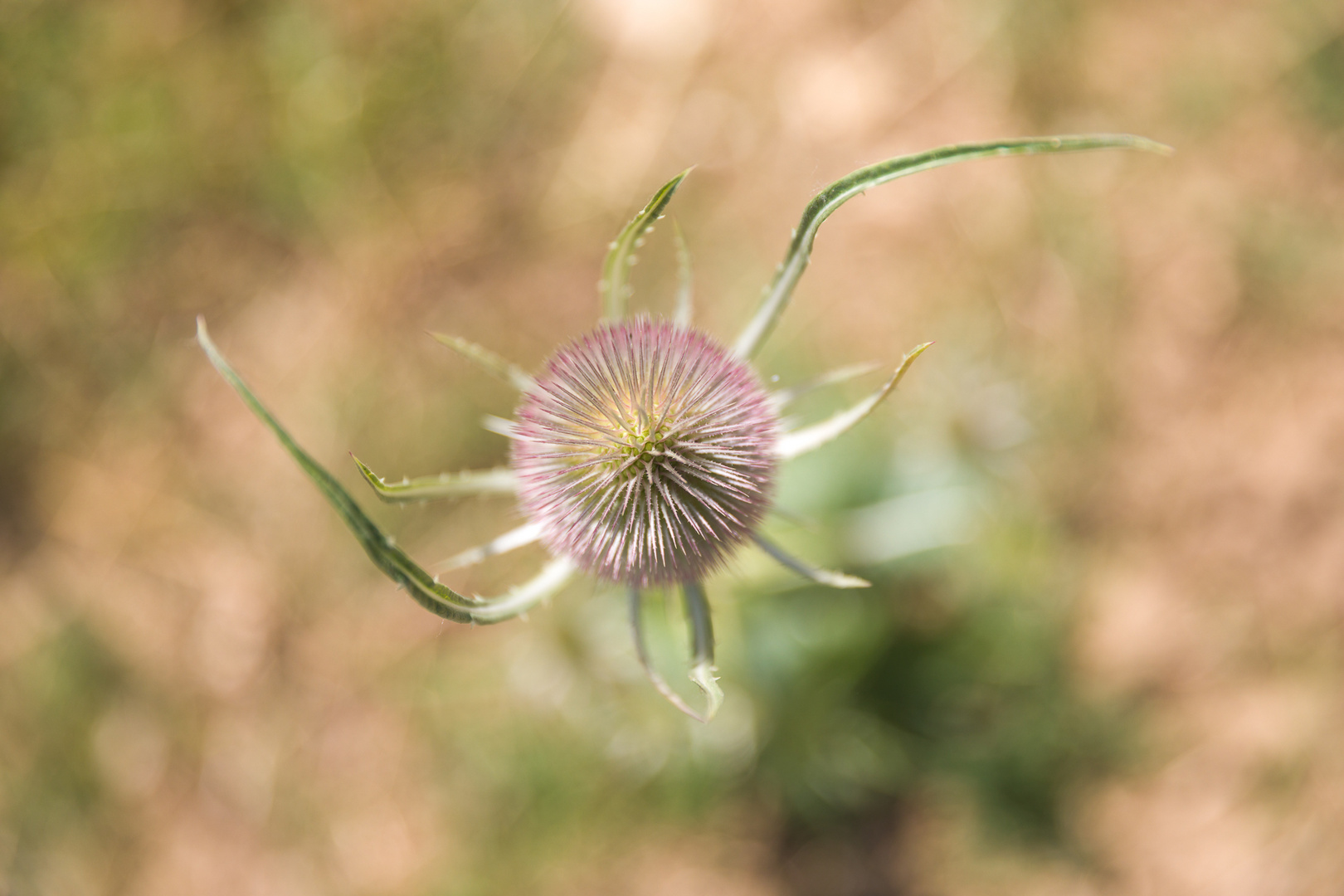 Blüte der Provence