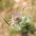 Blüte der Provence