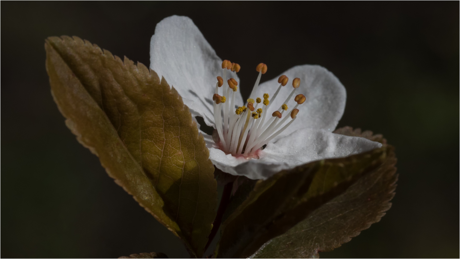 Blüte der Prunus cerasifera 'Nigra