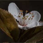 Blüte der Prunus cerasifera 'Nigra
