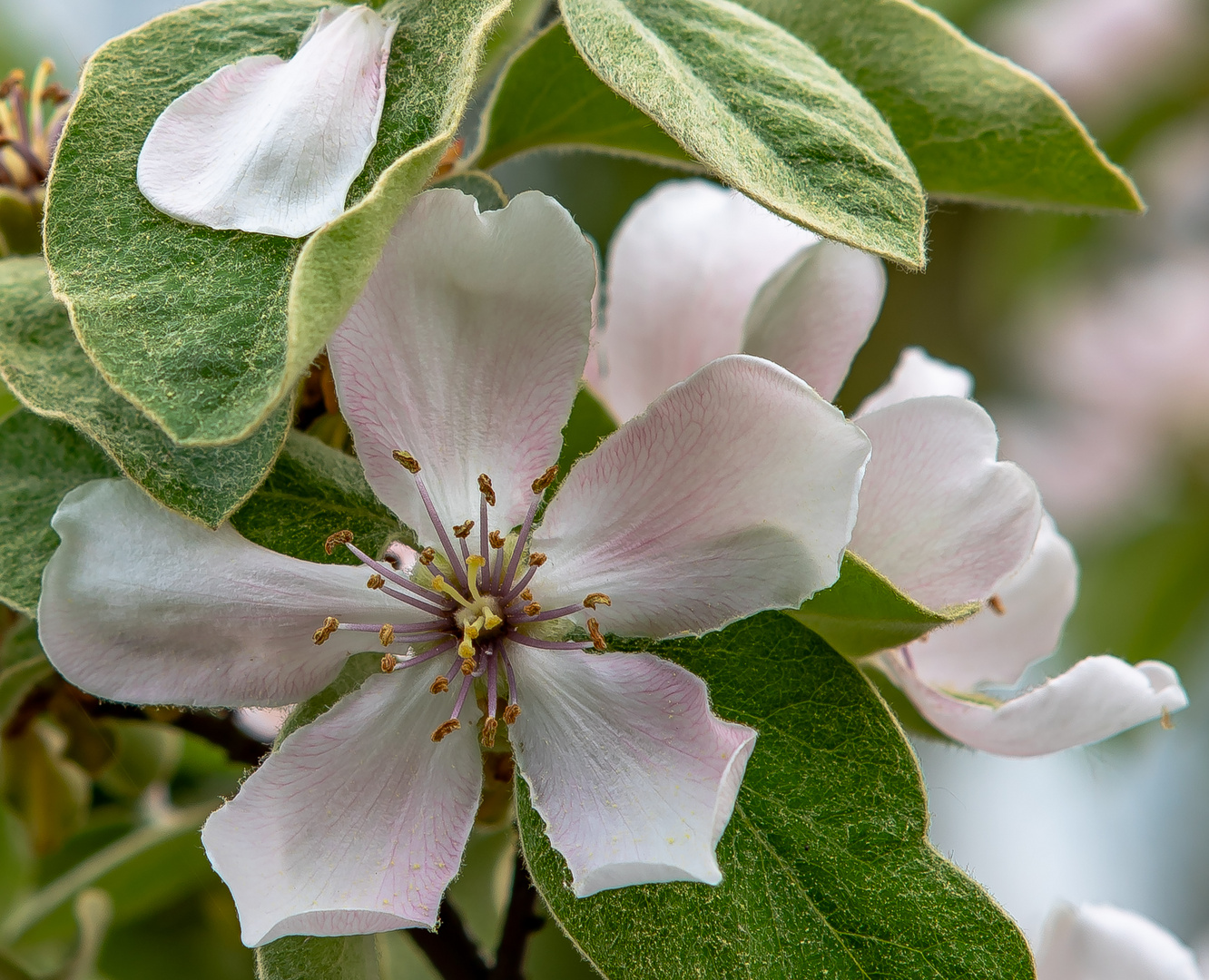 Blüte der Quitte