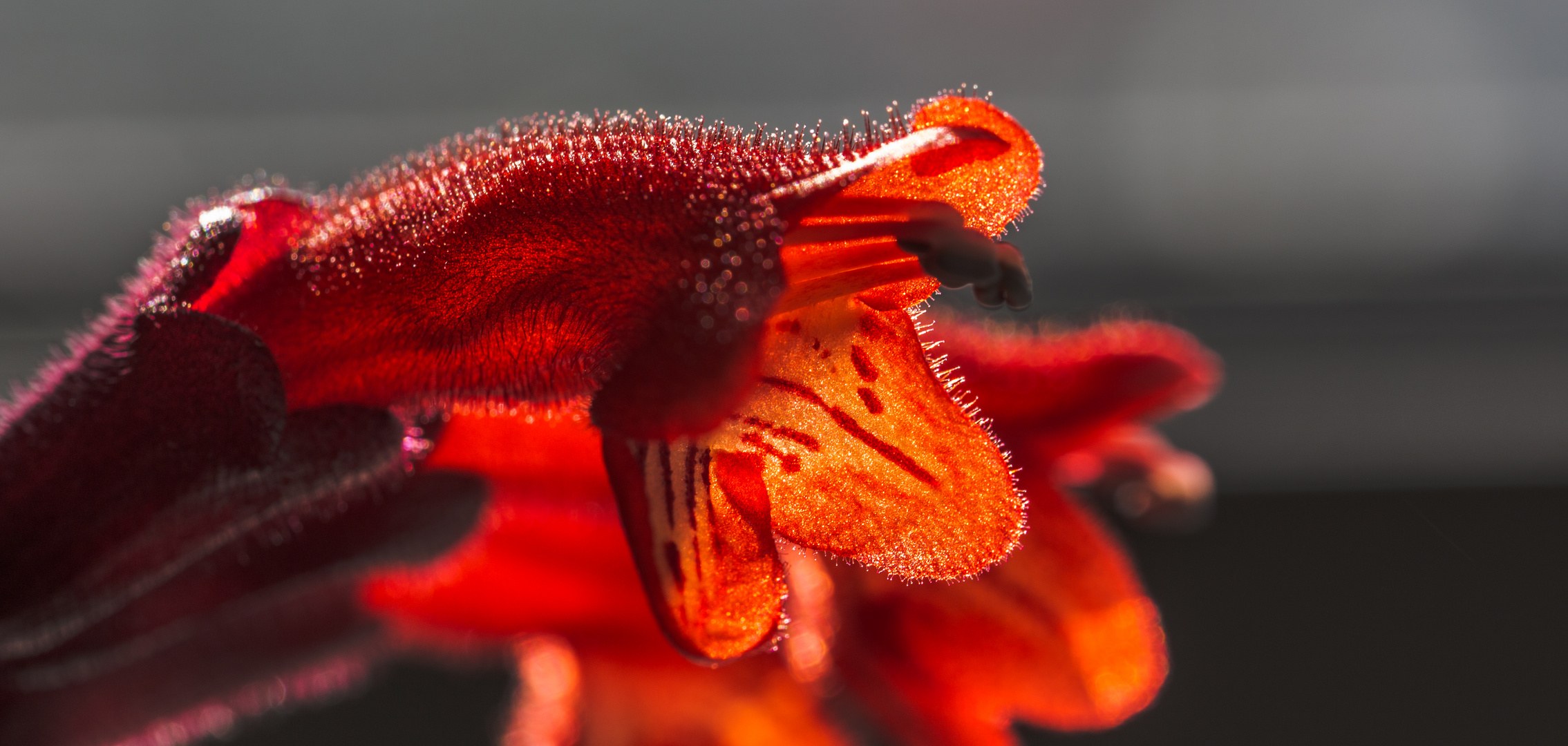 Blüte der Rachenrebe - momentan blüht sie wieder wunderschön - hängt in meinem Büro