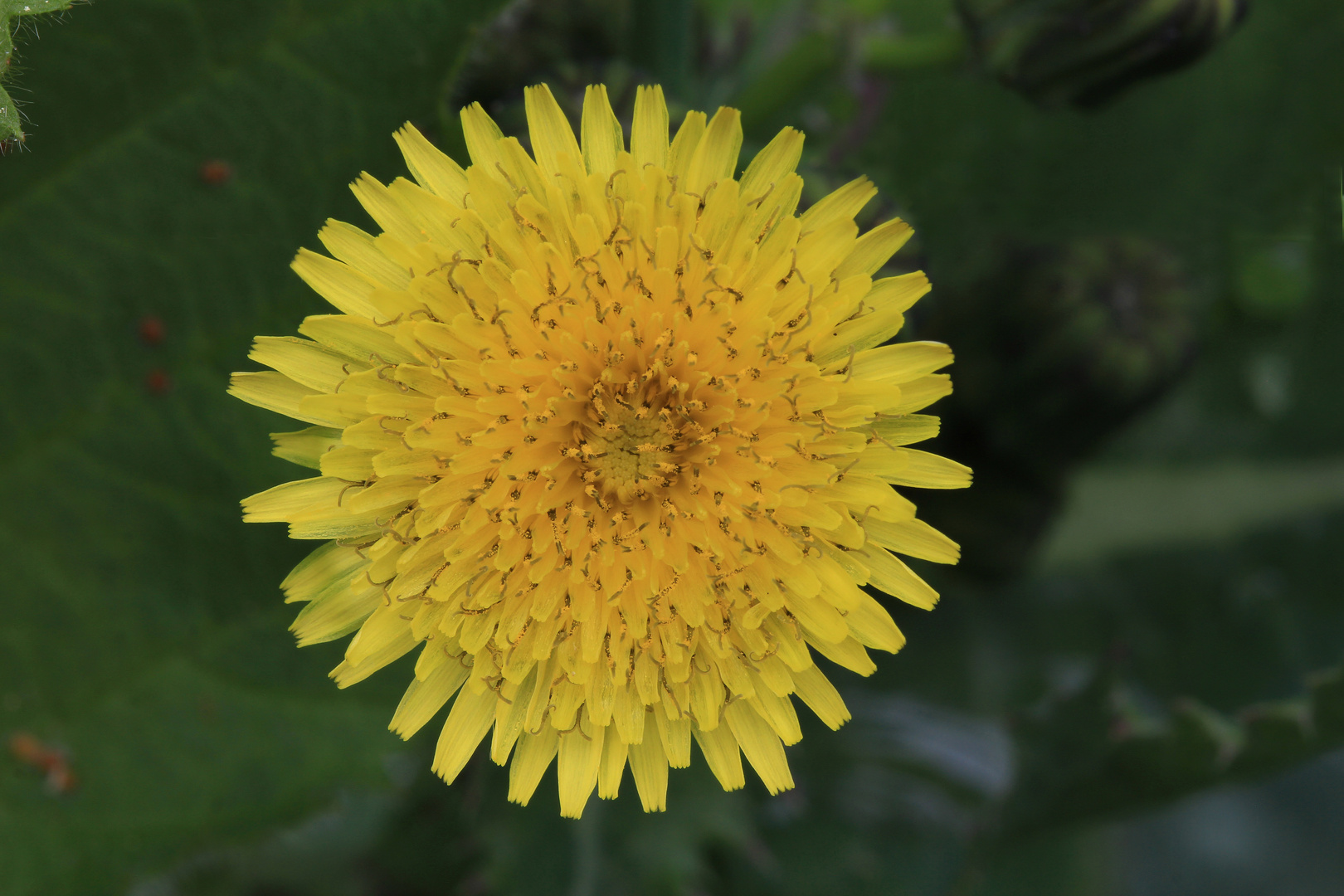 Blüte der rauen Gänsedistel, Sonchus asper 