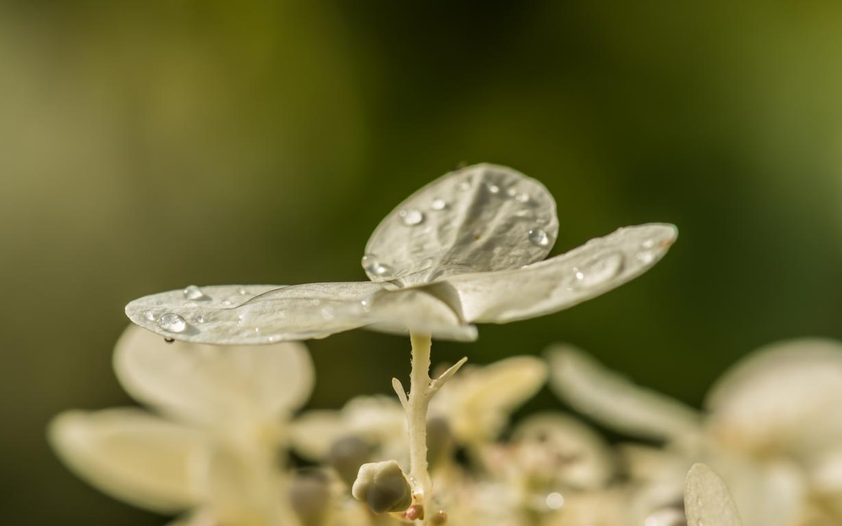 Blüte der Rispen Hortensie