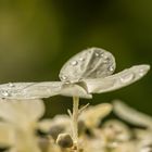 Blüte der Rispen Hortensie