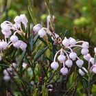 Blüte der Rosmarinheide