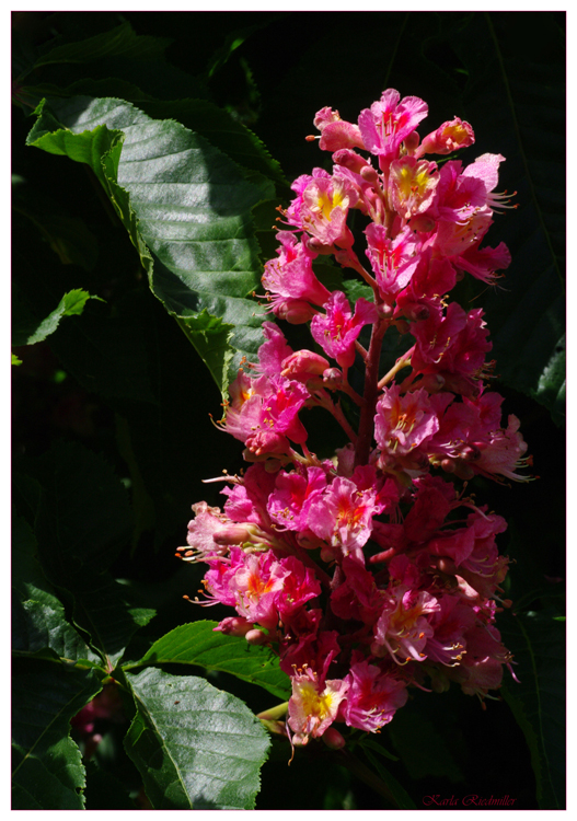 Blüte der Roßkastanie