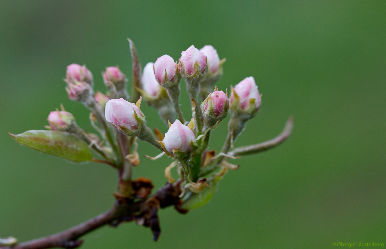 Blüte der Rote Williams Birne