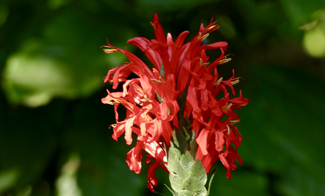 Blüte der roten Dickähre (Pachystachys coccinea) in Indien (im Januar)