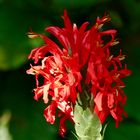 Blüte der roten Dickähre (Pachystachys coccinea) in Indien (im Januar)