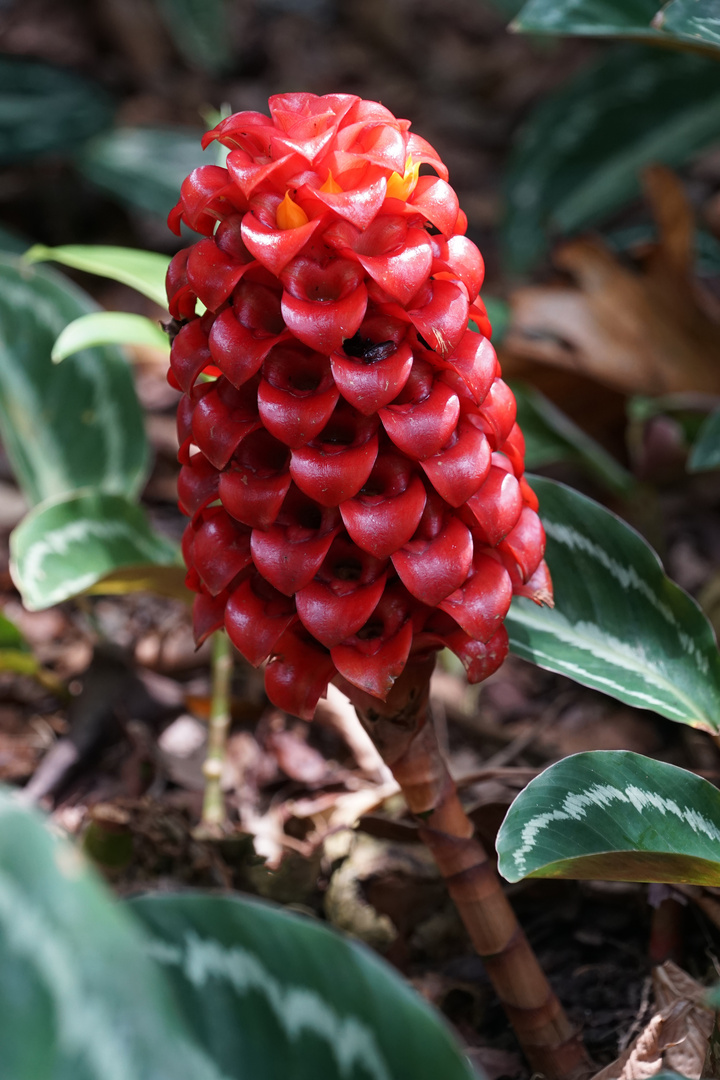 Blüte der roten Samtingwer " Costus barbatus "