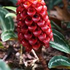 Blüte der roten Samtingwer " Costus barbatus "