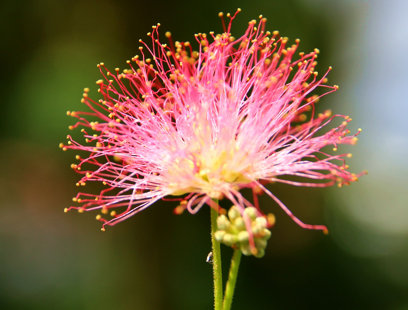 Blüte der roten Seidenakazie