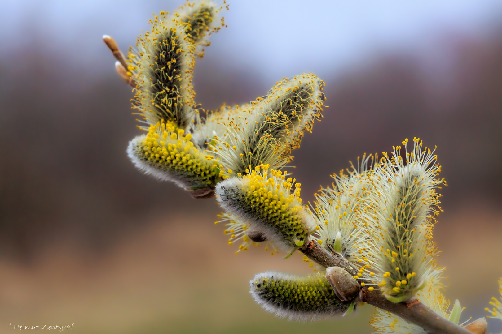 Blüte der Sal Weide