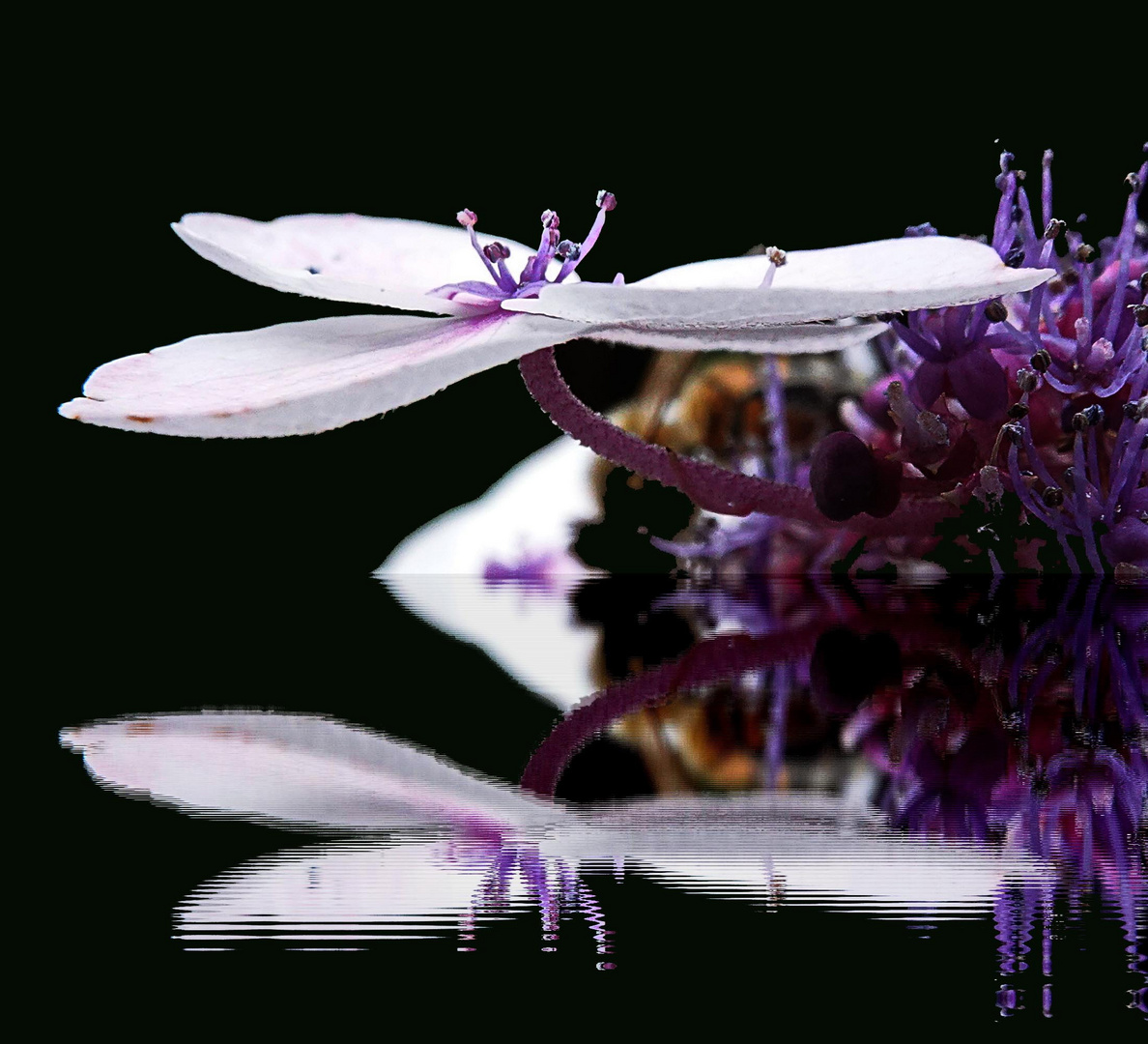 Blüte der Samthortensie im Spiegel