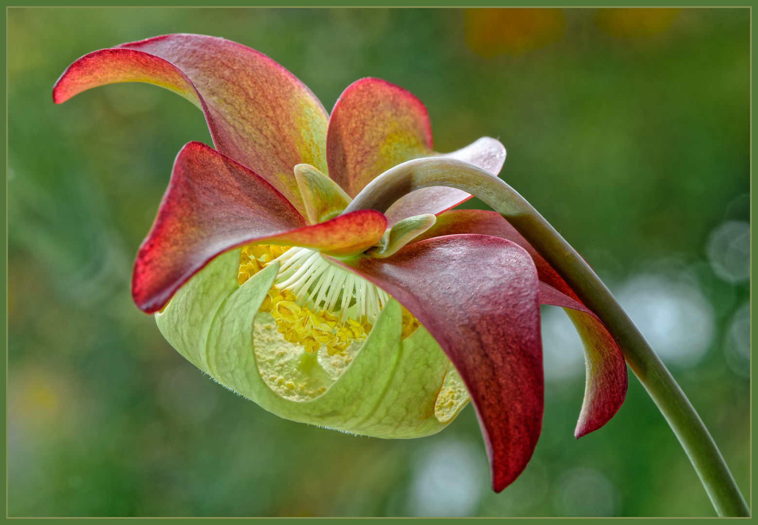 Blüte der Schlauchpflanze, spezielle Ansicht