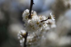 Blüte der Schlehe