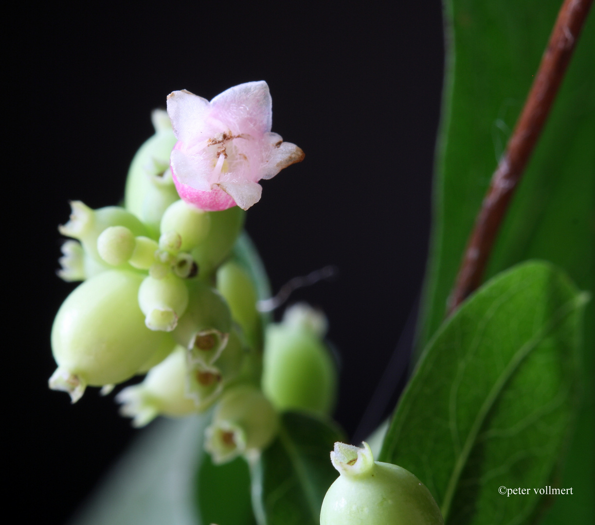 Blüte der Schneebeere