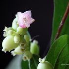 Blüte der Schneebeere