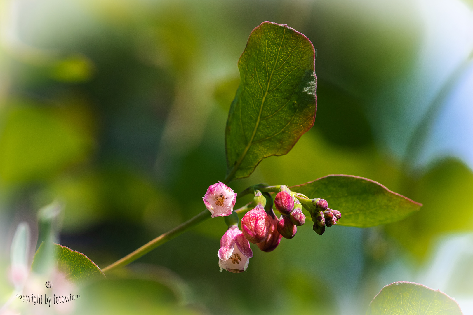 Blüte der Schneebeere ("Knallerbse")