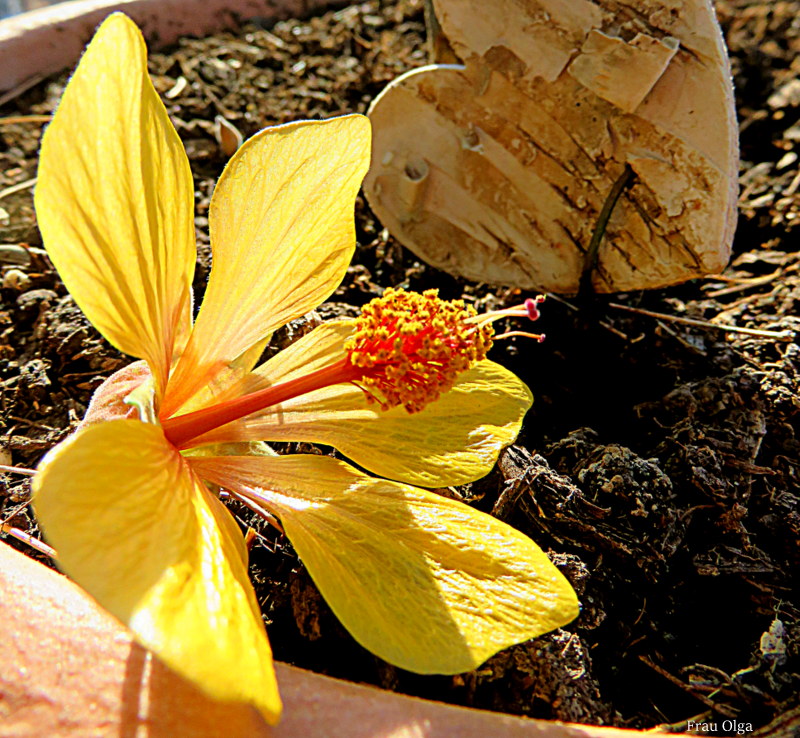 Blüte der Schönmalve