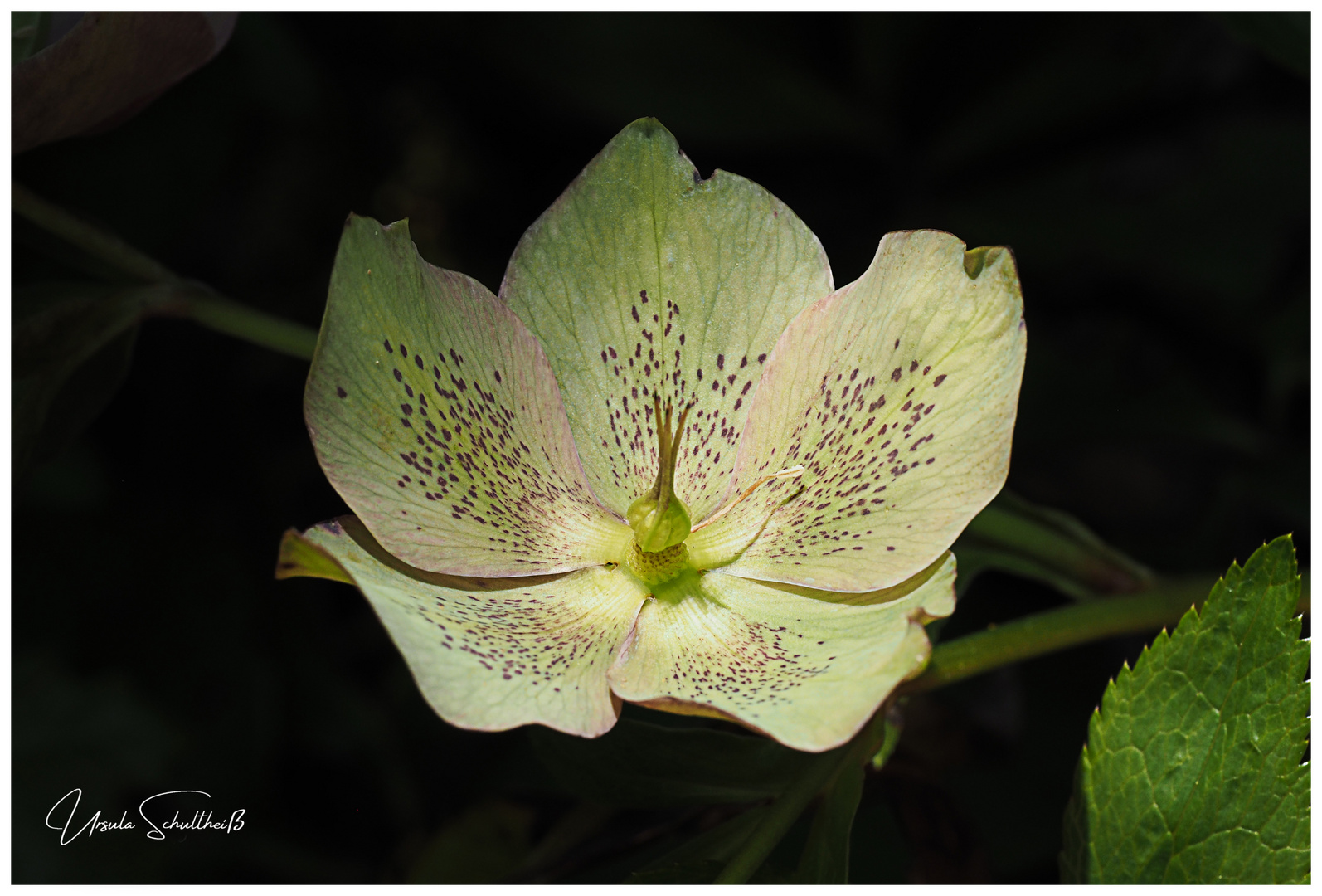 Blüte der Schwarzen Nieswurz