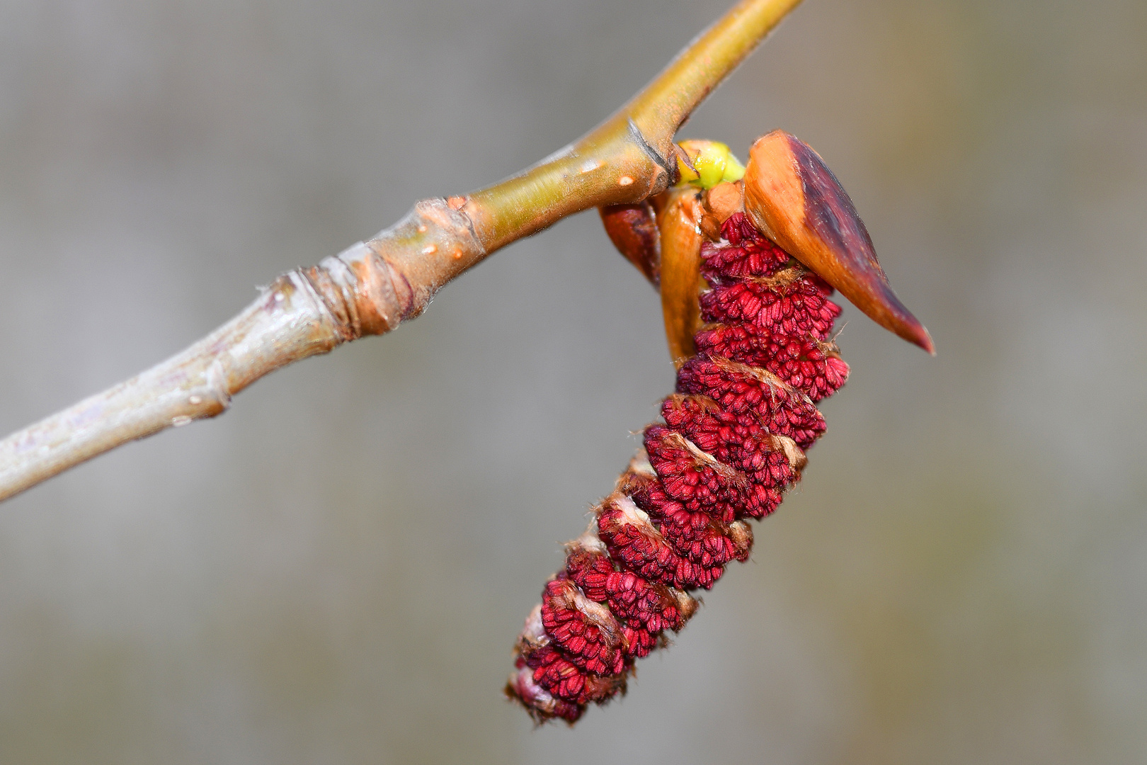 Blüte der Schwarzpappel