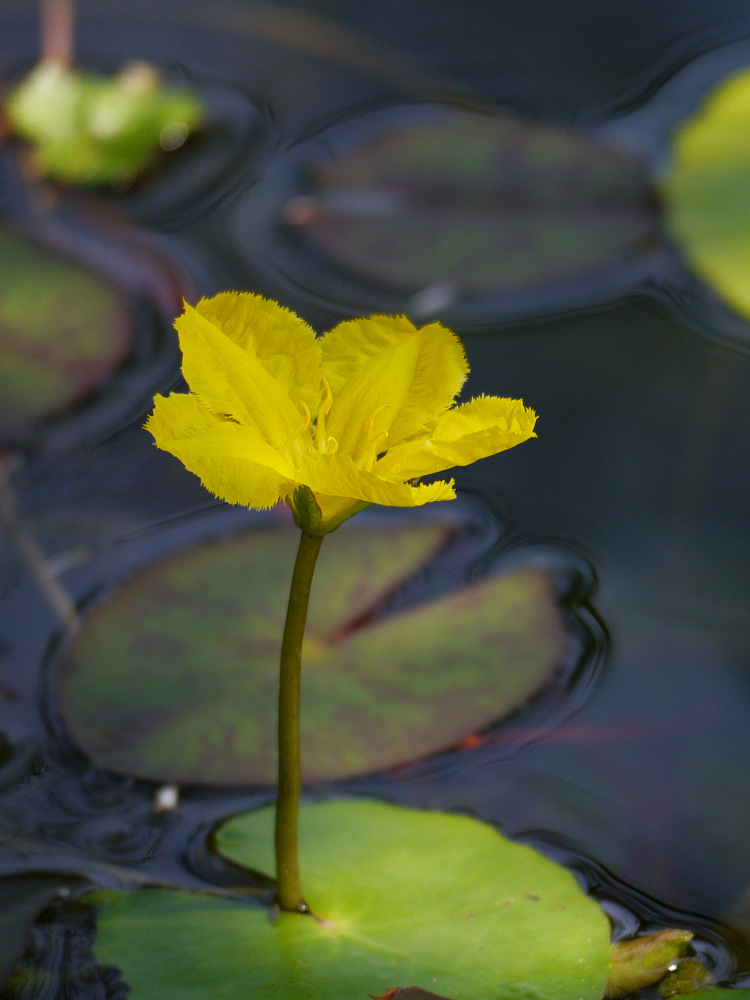 Blüte der Seekanne