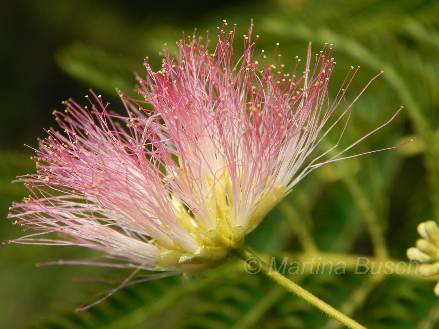 Blüte der Seidenakazie