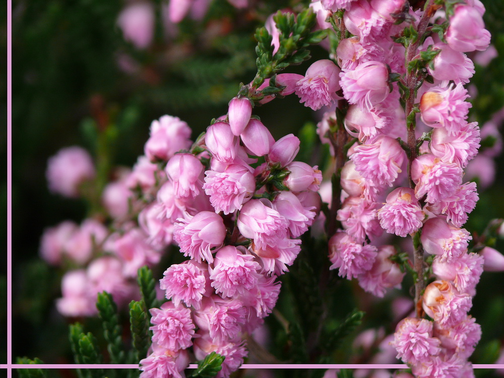 Blüte der Sommerheide