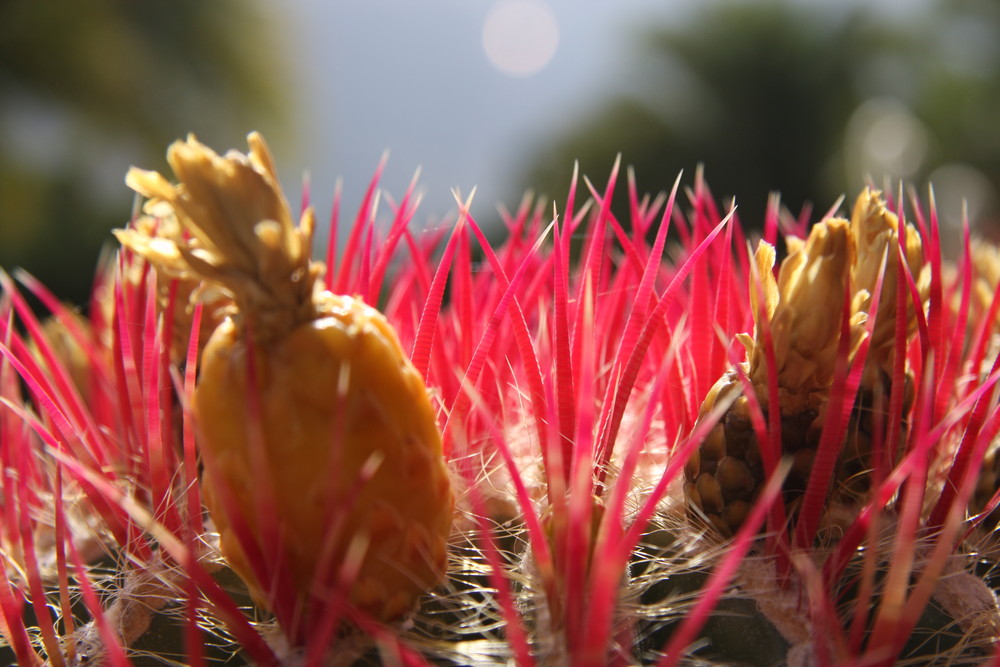 Blüte der Sonne