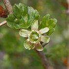 Blüte der Stachelbeere