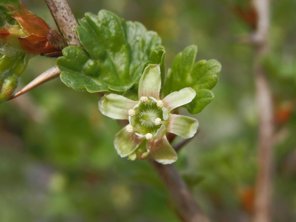 Blüte der Stachelbeere