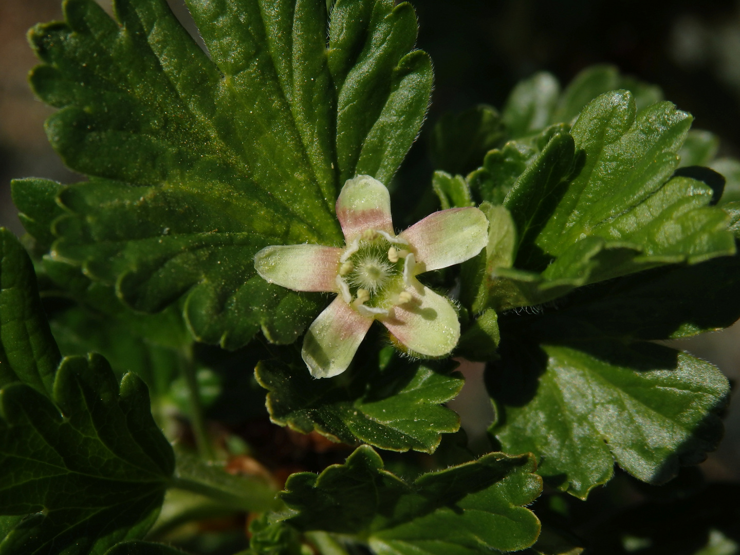 Blüte der Stachelbeere