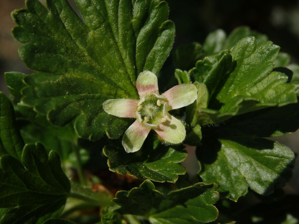 Blüte der Stachelbeere